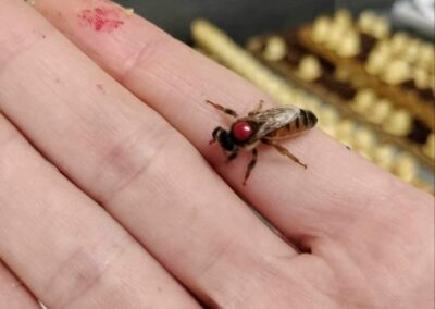Abeille sur la main d'Aurélie