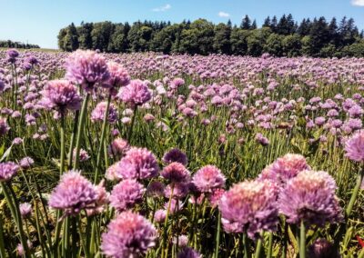 Champ de ciboulettes